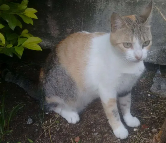 Gato ra a Indefinida idade 2 anos nome Magrela