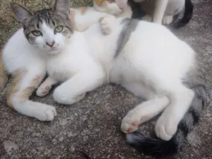 Gato raça Indefinida idade 7 a 11 meses nome Tom
