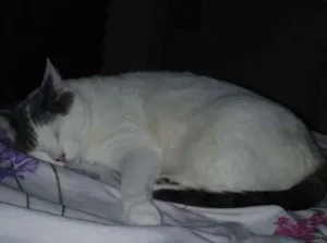 Gato raça vira lata idade 3 anos nome Napoleão