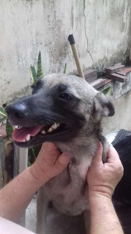 Cachorro ra a SRD idade 1 ano nome Brenda