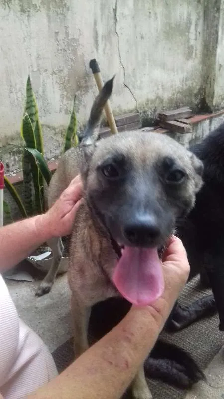 Cachorro ra a SRD idade 1 ano nome Brenda