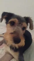 Rabito