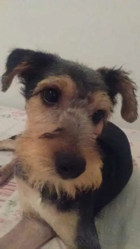 Cachorro ra a SRD idade 7 a 11 meses nome Rabito