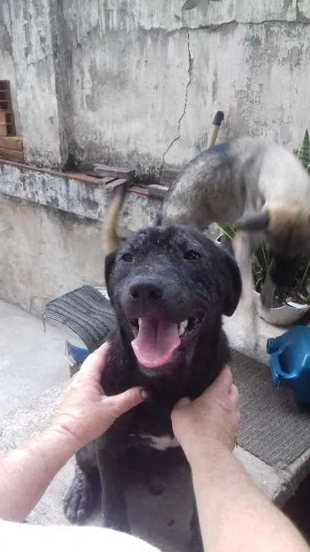 Cachorro ra a SRD idade 1 ano nome Pretinho