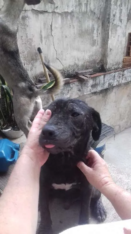 Cachorro ra a SRD idade 1 ano nome Pretinho