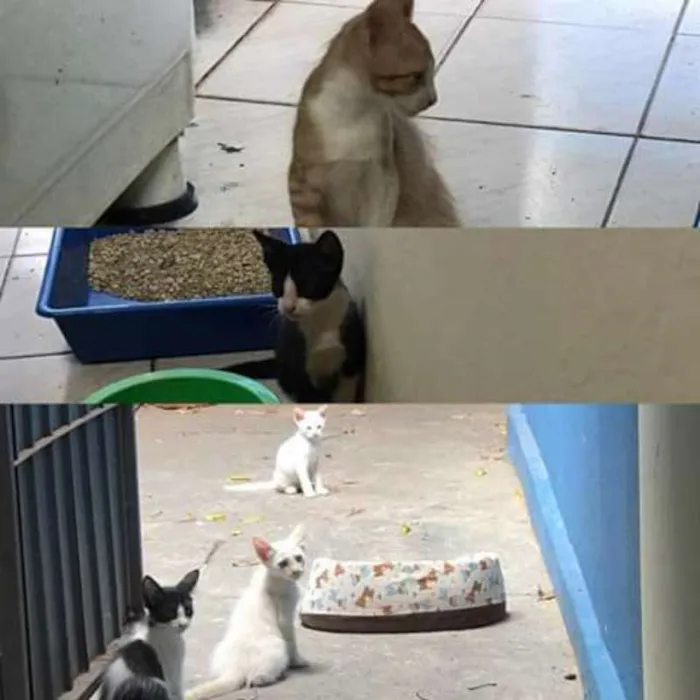 Gato ra a VIRA LATA idade 2 a 6 meses nome nao  tem nome