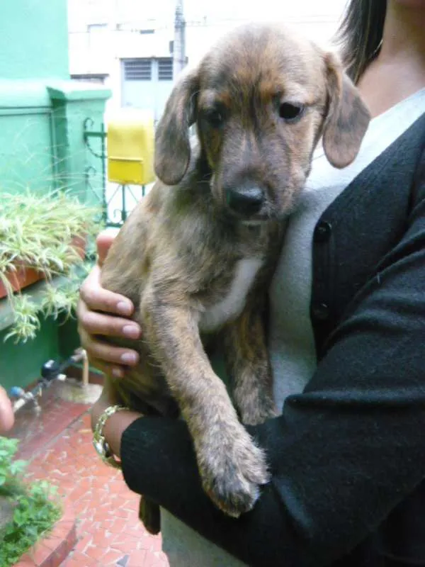 Cachorro ra a SRD idade 7 a 11 meses nome Toddy