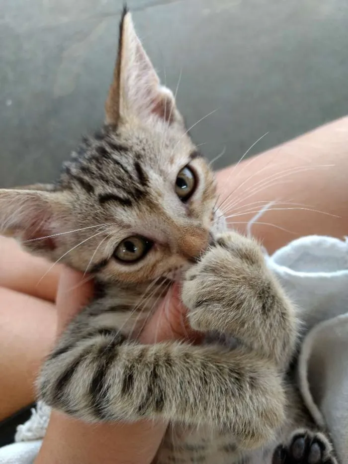 Gato ra a Mestiços idade 2 a 6 meses nome Doação de filhotes