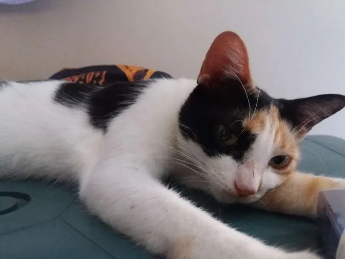 Gato ra a Srd idade 7 a 11 meses nome Manchinha