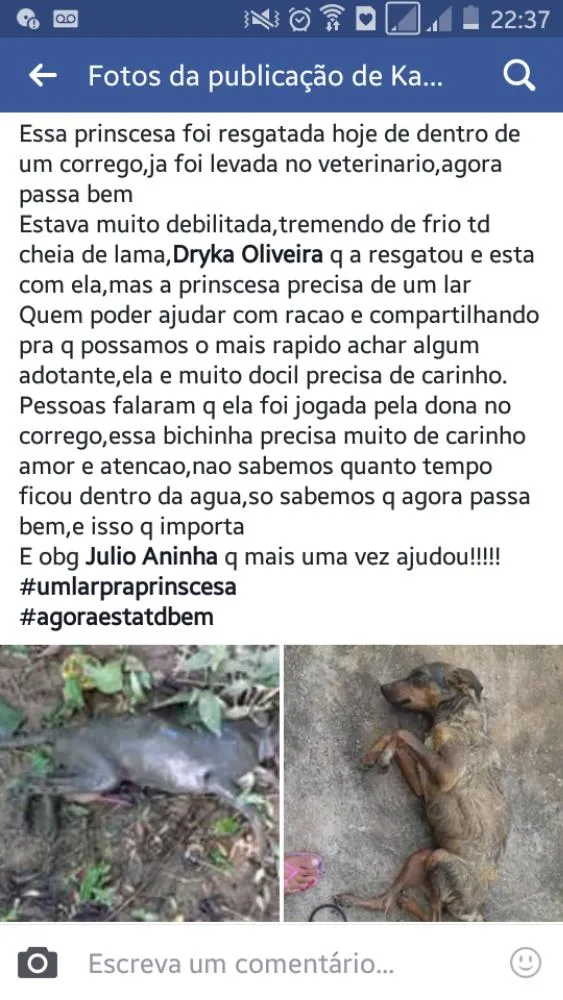 Cachorro ra a Vira lata idade 6 ou mais anos nome Princesa Vitória