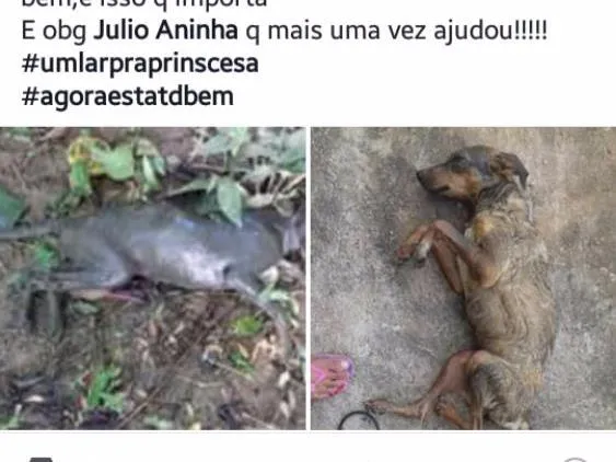 Cachorro ra a Vira lata idade 6 ou mais anos nome Princesa Vitória