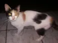 Manchinha