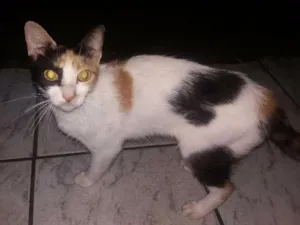 Gato raça Srd idade 7 a 11 meses nome Manchinha