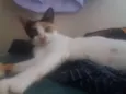 Manchinha