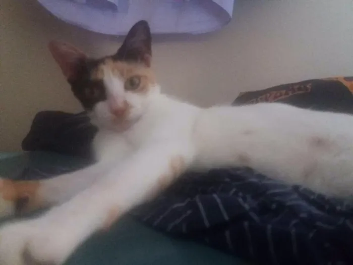 Gato ra a Srd idade 7 a 11 meses nome Manchinha