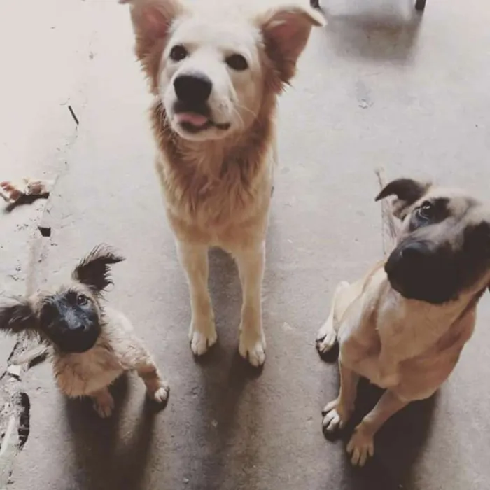 Cachorro ra a Vira-lata idade  nome Akira . Peludo .