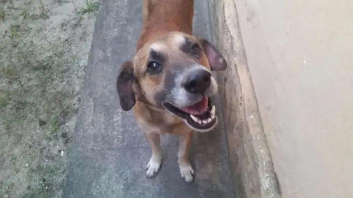 Cachorro ra a Indefinida idade 4 anos nome Scoob