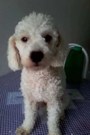 Cachorro raça Poodleo idade 7 a 11 meses nome Toby