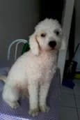 Toby