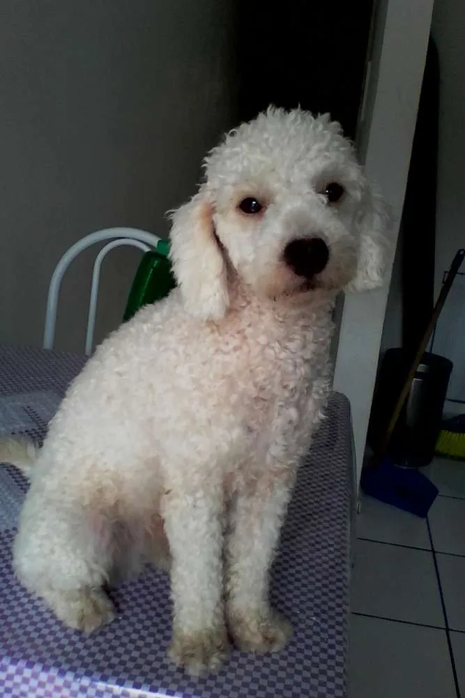 Cachorro ra a Poodleo idade 7 a 11 meses nome Toby