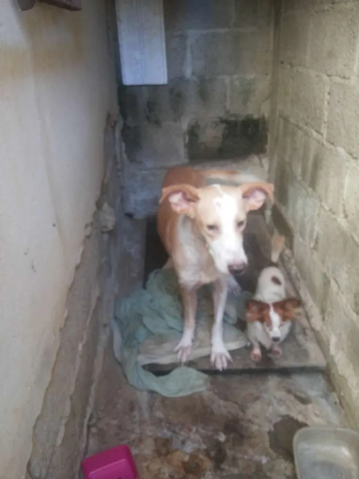 Cachorro ra a Não sei idade 4 anos nome Speak