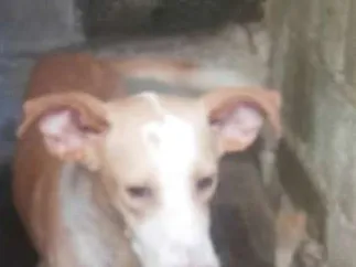 Cachorro ra a Não sei idade 4 anos nome Speak