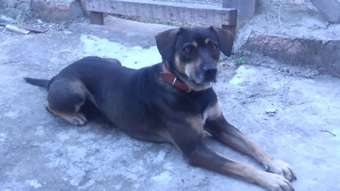 Cachorro ra a Vira-Lata idade 2 anos nome Nico