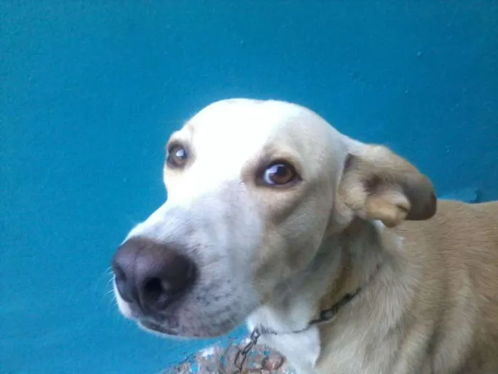 Cachorro ra a Não sei idade 4 anos nome Speak