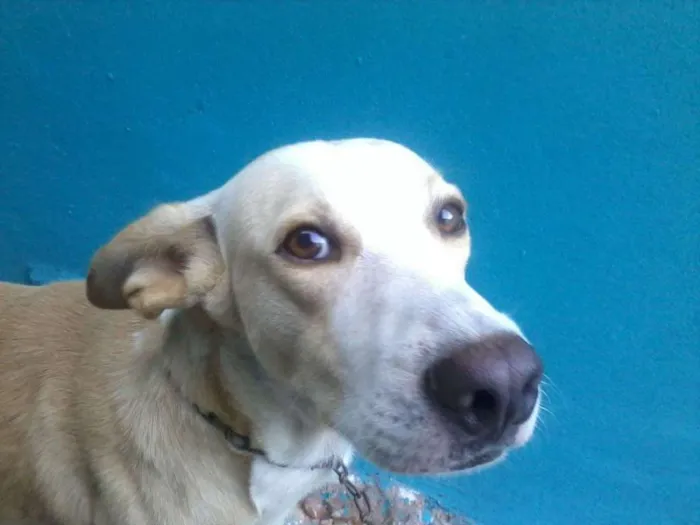 Cachorro ra a Não sei idade 4 anos nome Speak