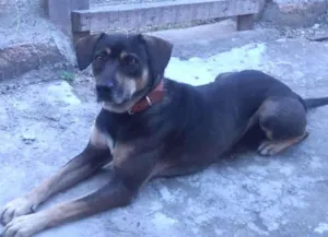 Cachorro raça Vira-Lata idade 2 anos nome Nico