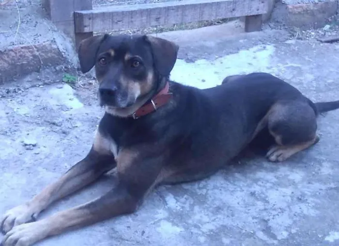 Cachorro ra a Vira-Lata idade 2 anos nome Nico