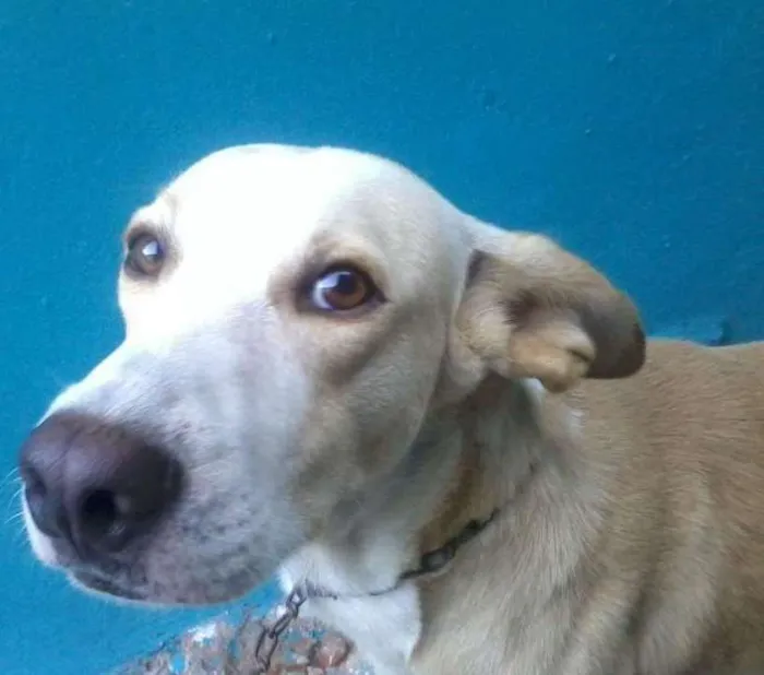 Cachorro ra a Não sei idade 4 anos nome Speak