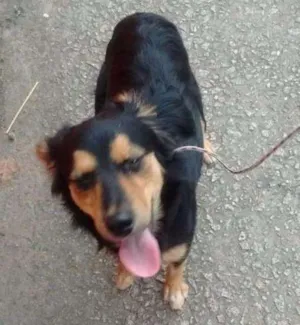 Cachorro raça Vira lata idade 1 ano nome Amora