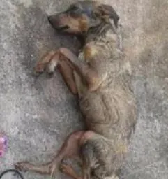 Cachorro ra a Vira lata idade 6 ou mais anos nome Princesa Vitória