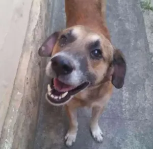 Cachorro raça Indefinida idade 4 anos nome Scoob