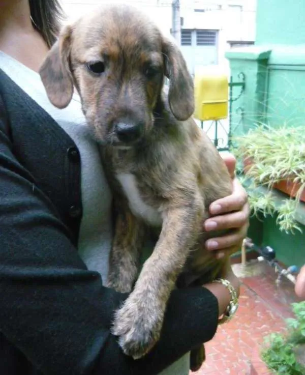 Cachorro ra a SRD idade 7 a 11 meses nome Toddy