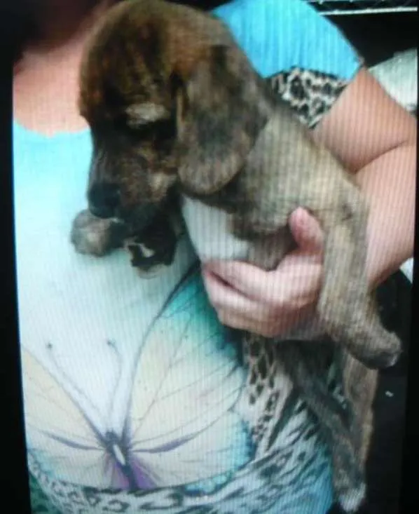 Cachorro ra a SRD idade 7 a 11 meses nome Theodore