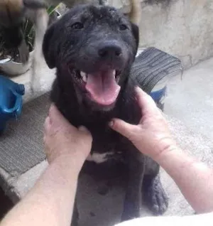 Cachorro raça SRD idade 1 ano nome Pretinho