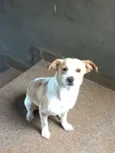 Scooby