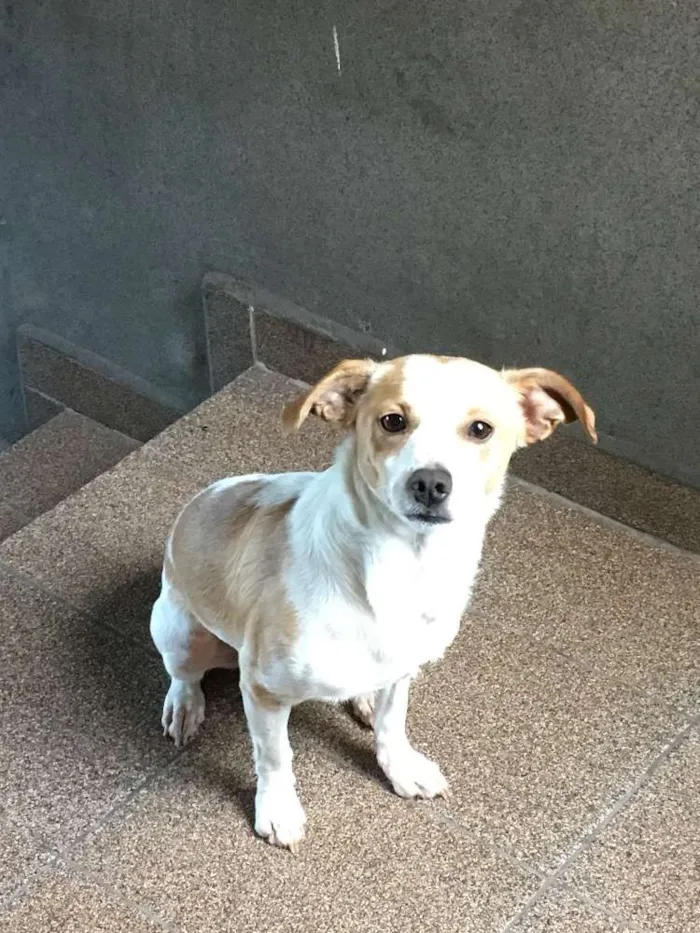 Cachorro ra a Vira Lata idade 1 ano nome Scooby