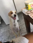 Scooby
