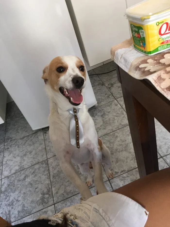 Cachorro ra a Vira Lata idade 1 ano nome Scooby