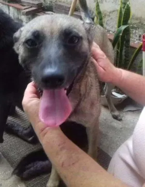Cachorro raça SRD idade 1 ano nome Brenda
