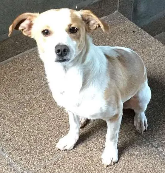 Cachorro ra a Vira Lata idade 1 ano nome Scooby