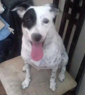 Cachorro raça Indefinida idade 2 anos nome Mia