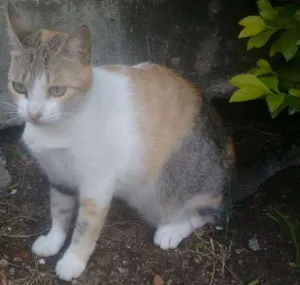 Gato raça Indefinida idade 2 anos nome Magrela