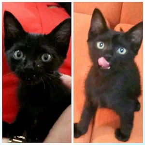 Gato raça Não definido idade Abaixo de 2 meses nome Sem Nome