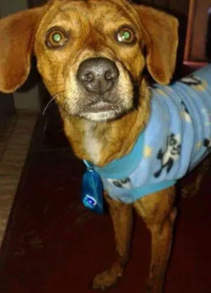 Cachorro raça vira lata idade 2 anos nome Papi