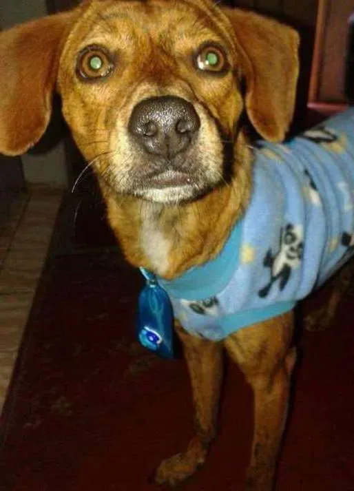 Cachorro ra a vira lata idade 2 anos nome Papi