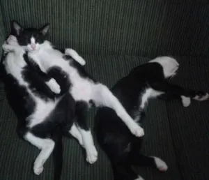 Gato raça mistura de raças  idade 2 a 6 meses nome Filhotes